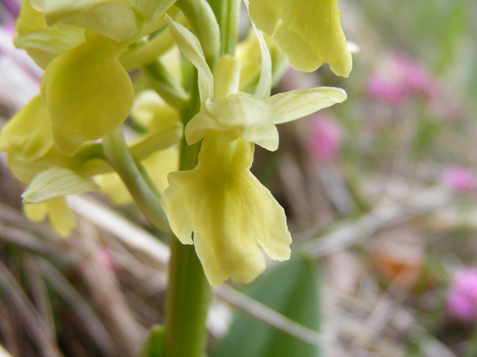 identificazione 1: dactylorhitza o pallens?